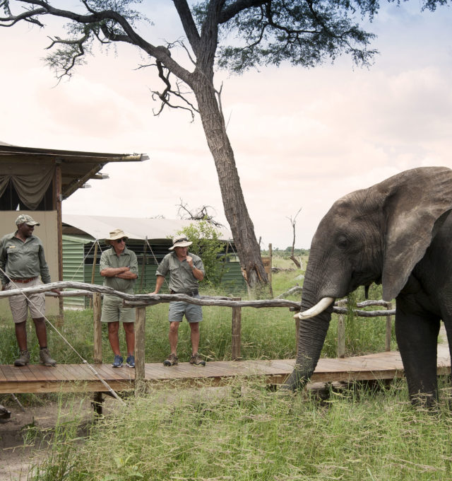 An Elephant at Somalisa Acacia