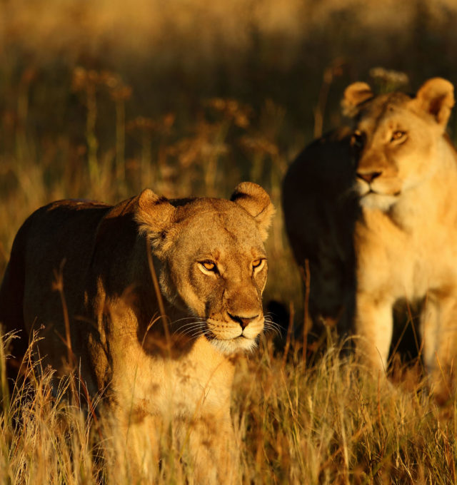 Lionesses, Khwai Tented Camp Botswana