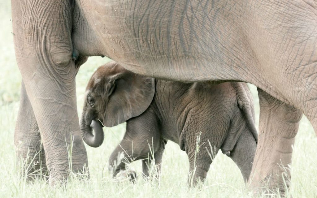 Baby Elephant Zimbabwe