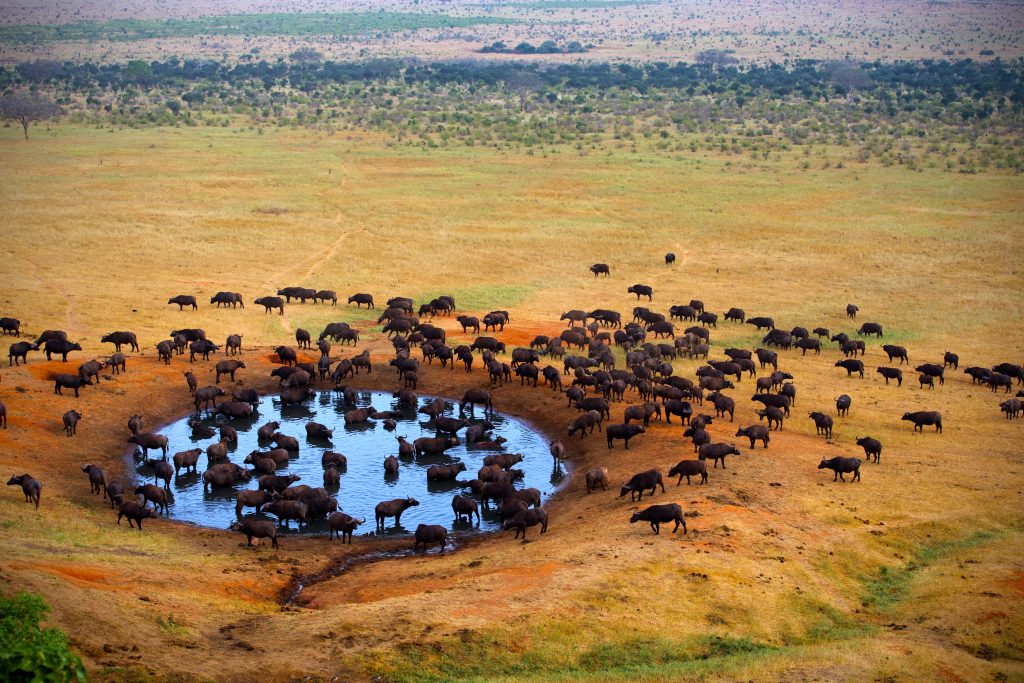 Buffalo at waterhole, Botswana, Linyanti Wildlife Reserve