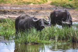 wildlife buffalo, linyanti wetlands Botswana safari with African Bush Camps