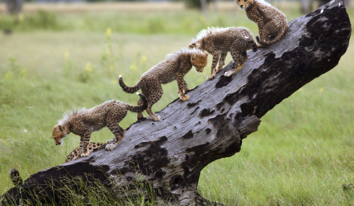 Cheetah Cubs on a Tree