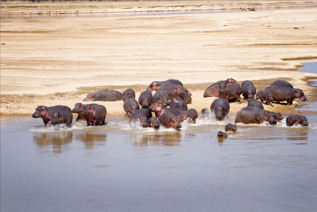 African Bush Camps Luxury Safari Zambia hippo