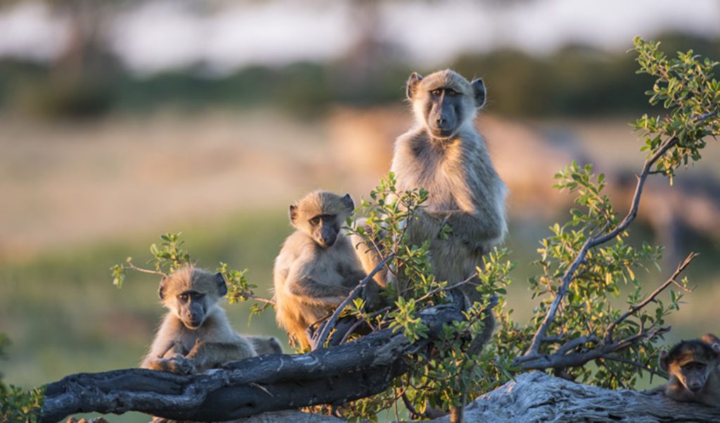 Zimbabwe Hwange National Park