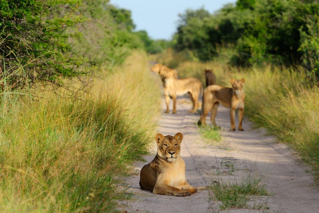 Zimbabwe Hwange National Park