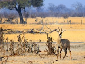 Zimbabwe Hwange National Park