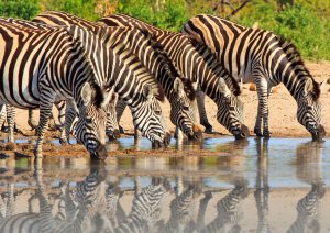 Zimbabwe Hwange National Park