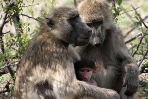 Zimbabwe Hwange National Park