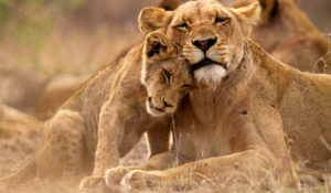 Lion Safari Wildlife