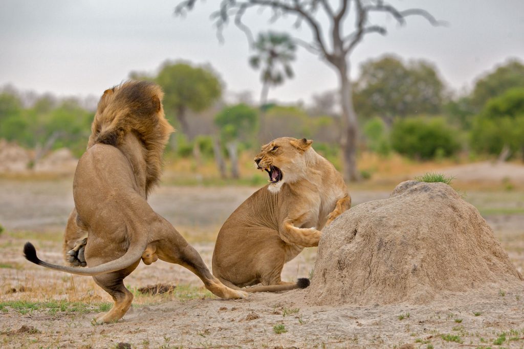 Zimbabwe Hwange National Park