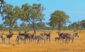 Zimbabwe Hwange National Park