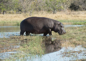 Moremi Game Reserve Botswana Hippo