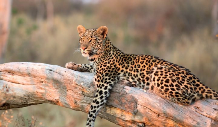 Leopard on Tree Okavango