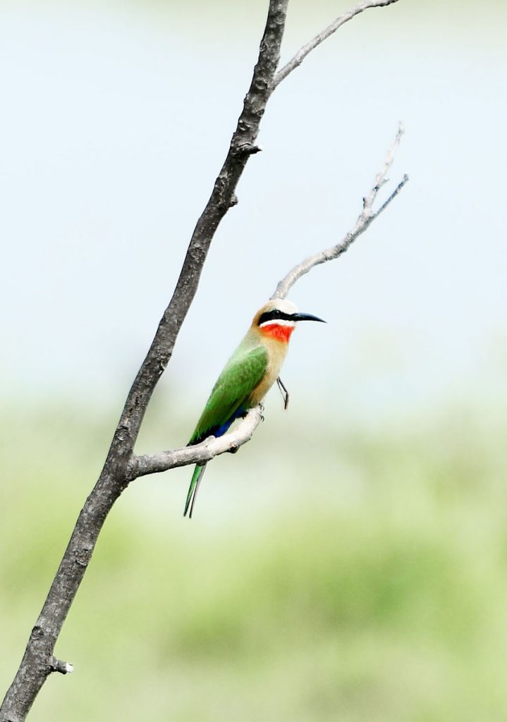 Botswana Linyanti Wildlife Reserve