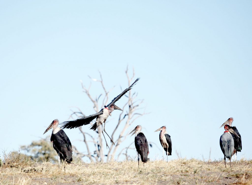 Botswana Linyanti Wildlife Reserve - Safari