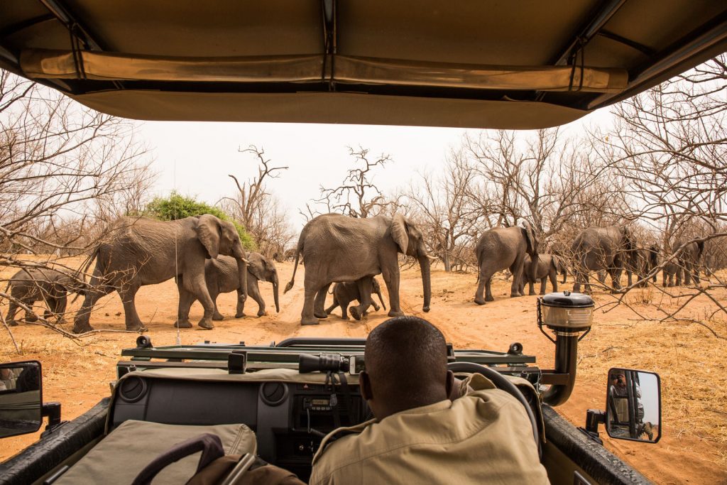 Elephants seen on Safari at the Linyanti Wildlife Reserve Botswana
