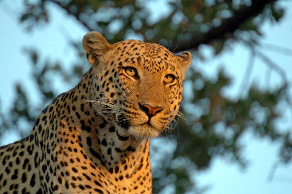 A Leopard in the Linyanti Wildlife Reserve Botswana Safari