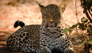 Lower Zambezi Safari Wildlife