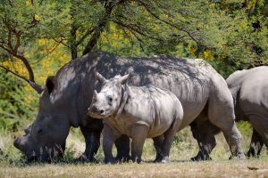 Rhinos in Matobo, Zimbabwe