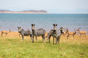 Zimbabwe Matusadona & Lake Kariba