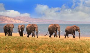 Elephants in Matusadona & Lake Kariba, Zimbabwe