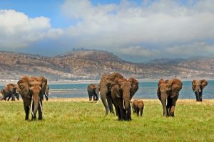 Zimbabwe Matusadona & Lake Kariba