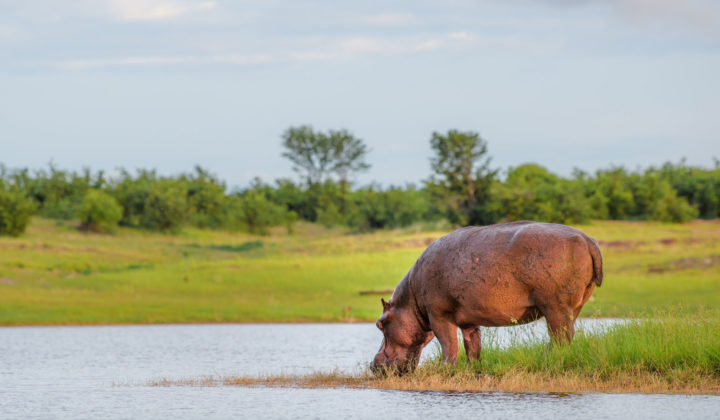 Hippo Safari Wildlife