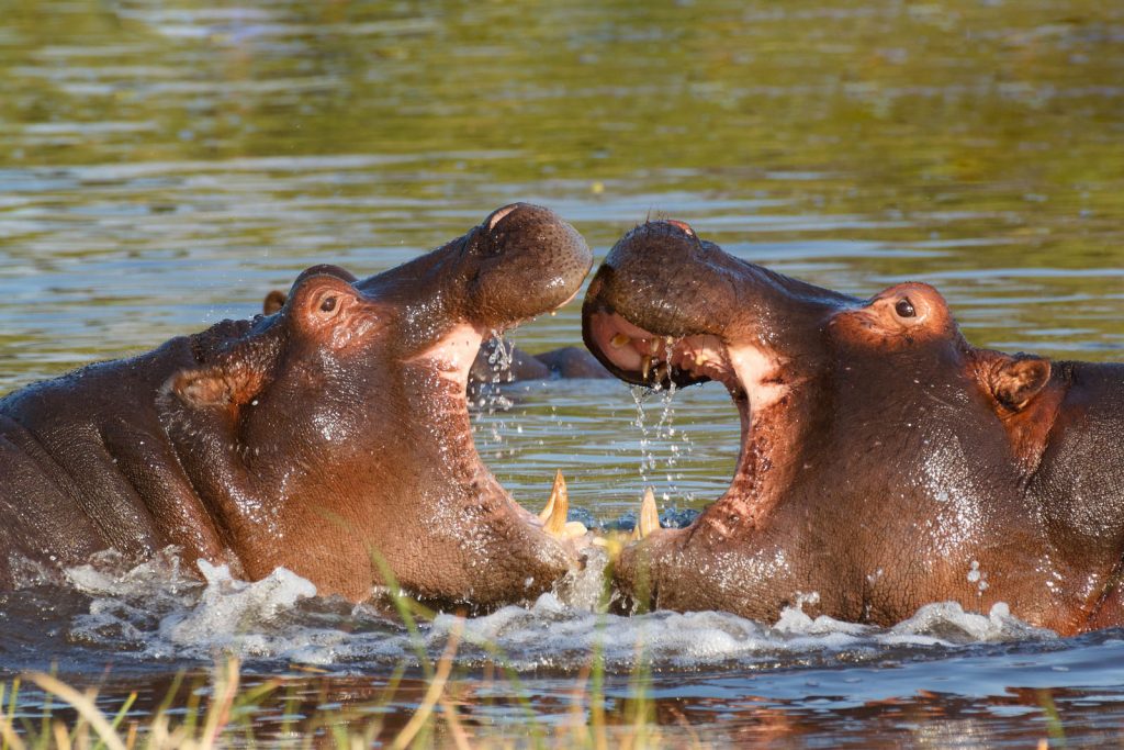 Hippos in the water at the Moremi Game Reserve, Botwana