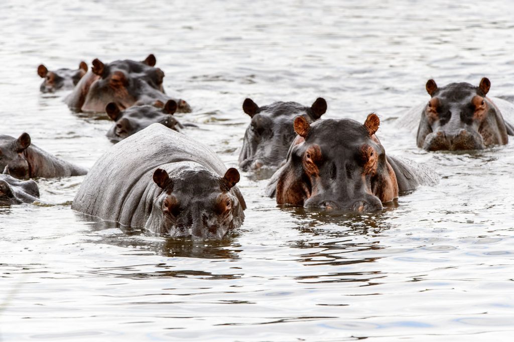 Hipopótamos no Delta do Okavango