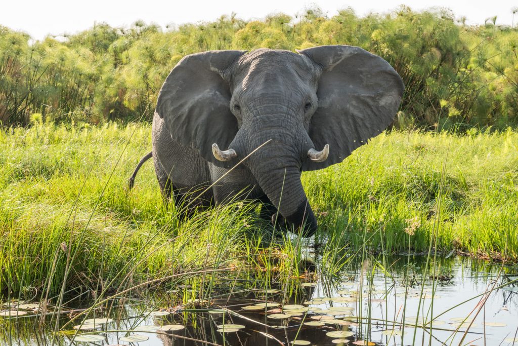 Un elefante en el delta del Okavango, Botswana Safari