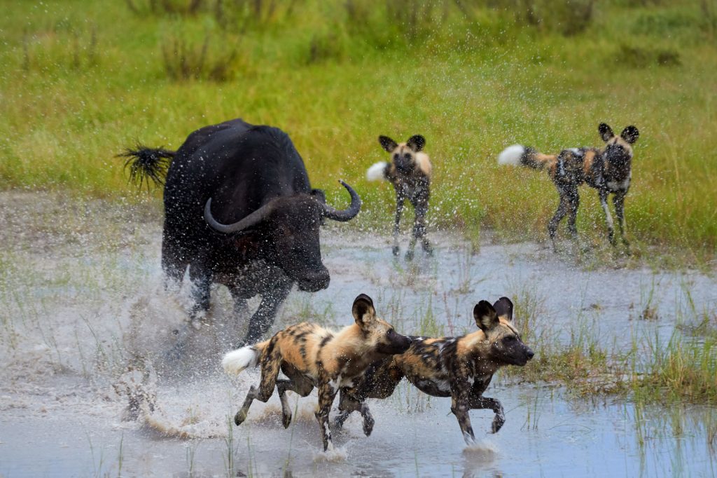 A buffalo chasing hyenas in the Okavango Delta