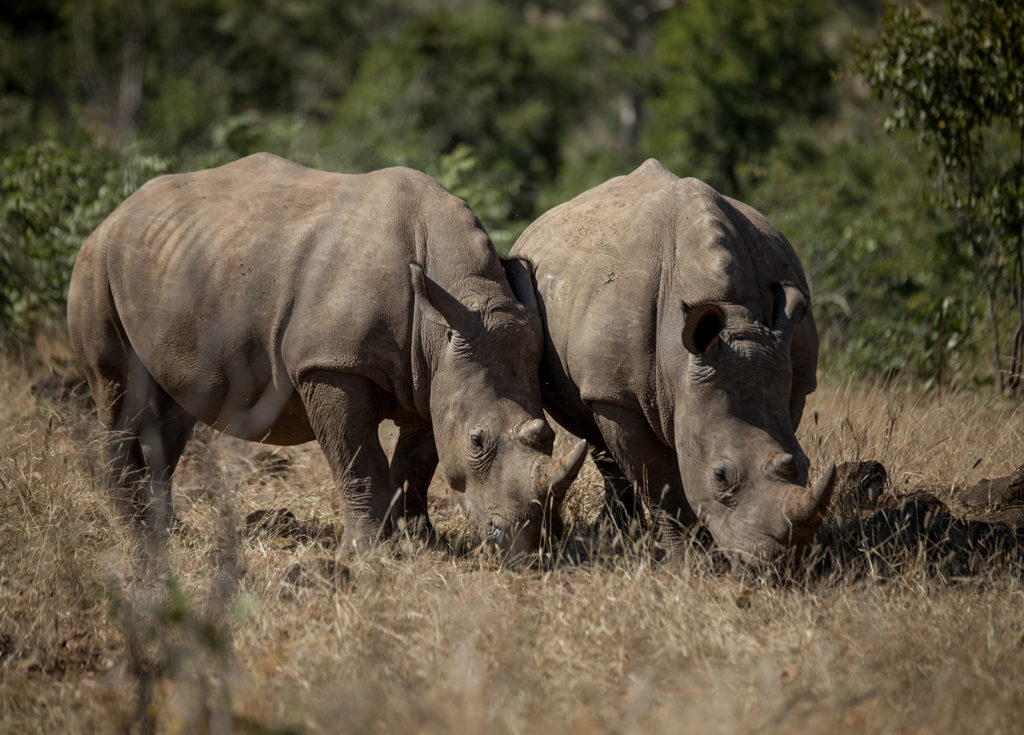 southern white rhino at mosi-os-tunya, African bush camps