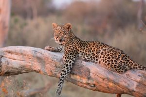 A leopard on a branch