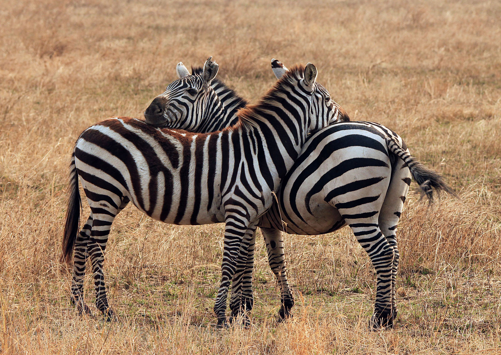 Zebra in Southern Africa: Everything You Need to Know