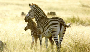 Zebra Somalisa Hwange