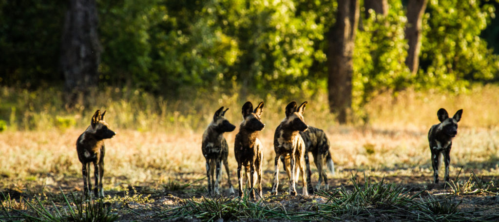 wild dogs mana pools dynasties painted wolves