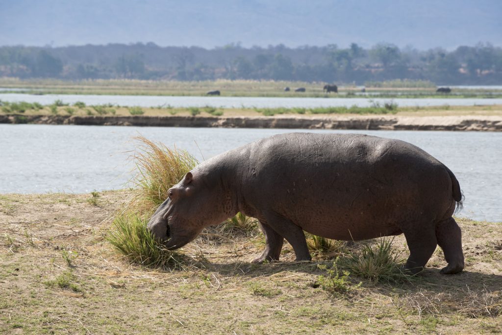 Zambezi Expeditions Mana Pools National Park Zimbabwe Safari Tented Camp African Bush Camps hippo