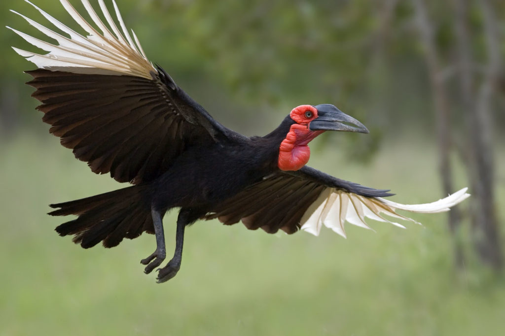 Zimbabwe Hwange National Park