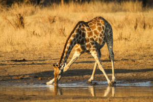 Zimbabwe Hwange National Park