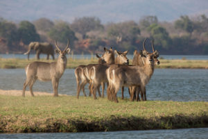 Zimbabwe Mana Pools National Park