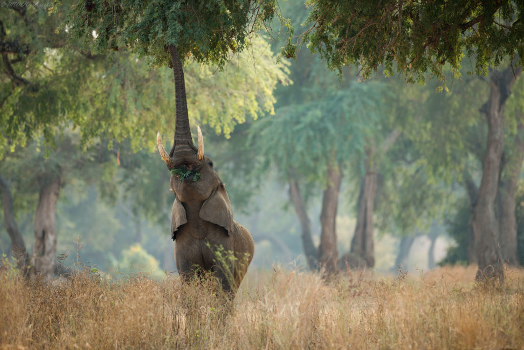 An elephant in Zimbabwe Mana Pools National Park