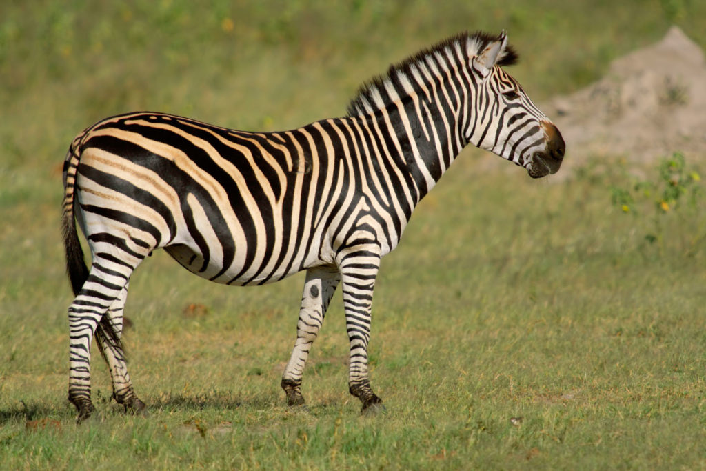 Zimbabwe Matobo National Park