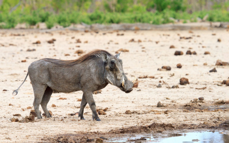 Zimbabwe Matobo National Park