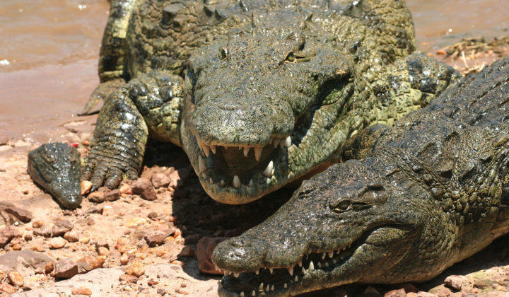 Crocodile Safari Wildlife