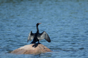 Wildlife in Matusadona & Lake Kariba, Zimbabwe