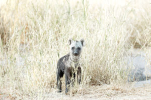 Moremi Game Reserve Botswana Baby Spotted Hyena