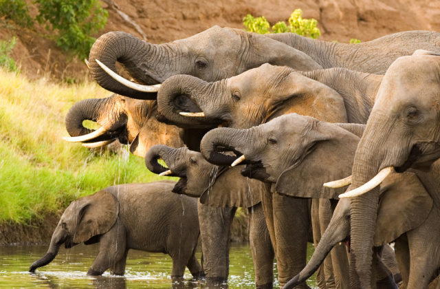 Elephants Drinking Safari Wildlife