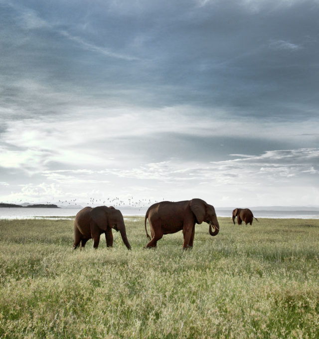 Elephants on safari