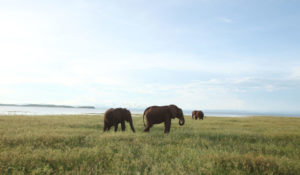 Elephant Bumi Hills Safari
