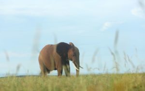 Elephant Zimbabwe